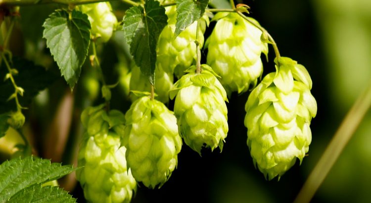 a picture of Oregon Hops
