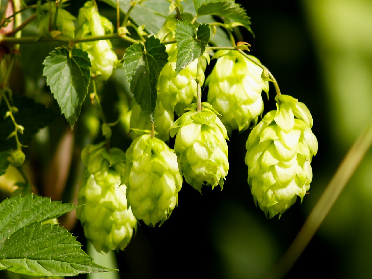 a picture of Oregon Hops